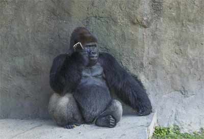 人工智能要多久才能理解動物？(圖1)