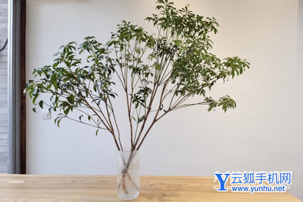 vivoX70Pro拍照怎么樣-拍照實測(2/2)