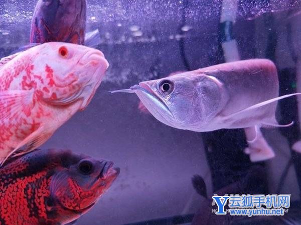 榮耀Magic4至臻版拍照怎么樣-手機影像評測