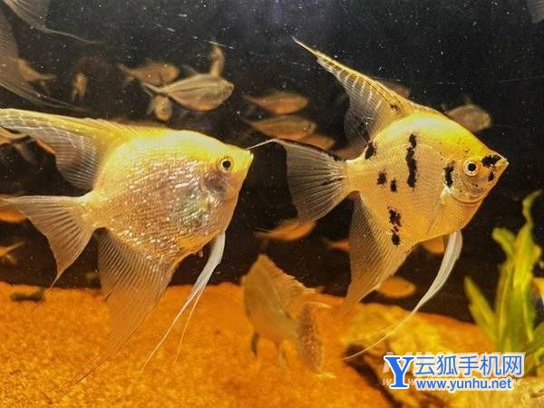 榮耀Magic4至臻版拍照怎么樣-手機影像評測