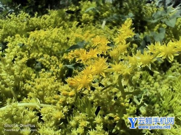 1899元最強LCD旗艦！一加Ace競速版評測：幀率最穩 控溫最狠