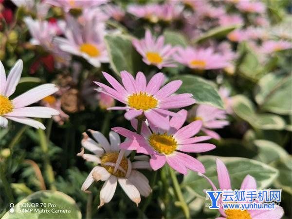 榮耀70pro值得入手嗎-手機日常體驗怎么樣(2/7)