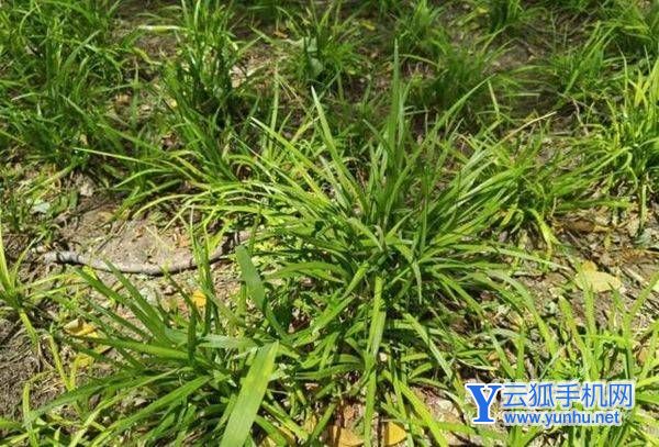 vivoS15Pro用戶評價怎么樣-可以入手嗎