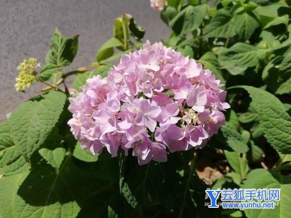 華為暢享50拍照怎么樣-拍照評測