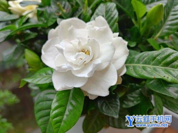 真我q5pro相機傳感器-手機相機怎么樣