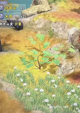 奪筍高手人形何首烏怎么挖4