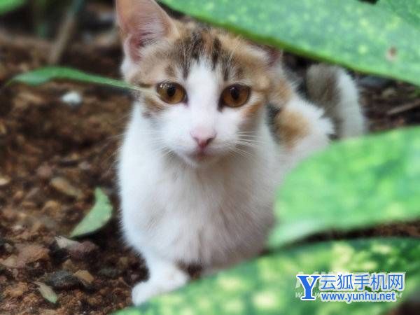 小米12SUltra拍照怎么樣-攝像評測(2/4)