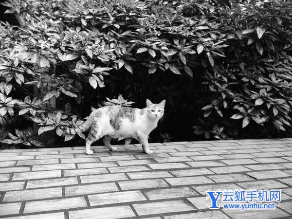 小米12SUltra拍照怎么樣-攝像評測(2/4)