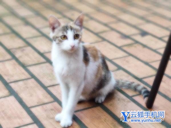 小米12SUltra拍照怎么樣-攝像評測(2/4)