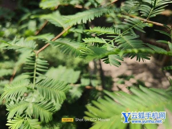 真我GT2大師探索版拍照怎么樣-攝像評測